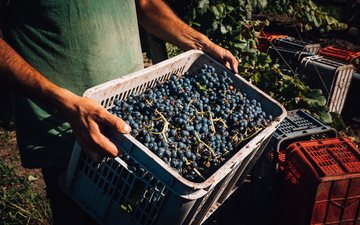 Vindima 2026: quando o ciclo e o clima favorecem a qualidade
