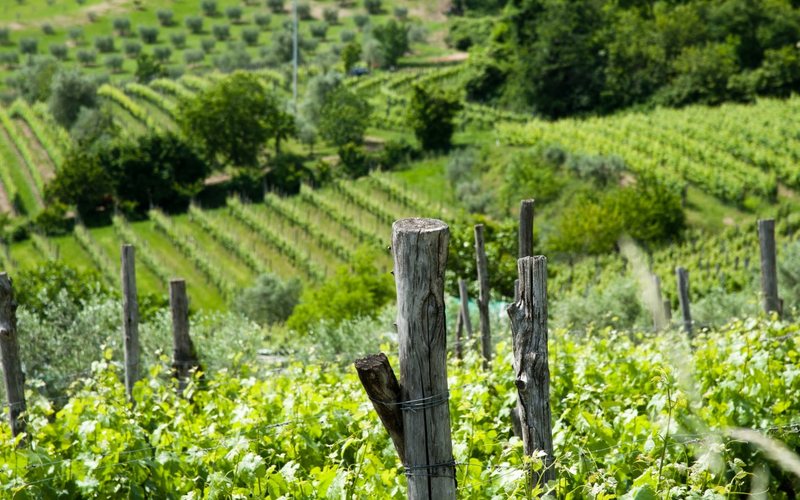Imagem Barbera d'Asti e Monferrato desenvolvem projeto de IA para cuidado com as vinhas