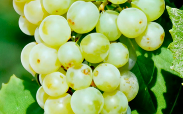 Verdicchio: curiosidades sobre a uva mais emblemática da costa adriática italiana