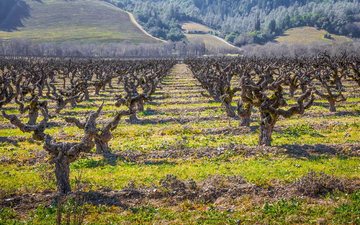 Vinhas velhas ainda produzem bons vinhos? Entenda o equilíbrio entre tradição e rendimento