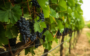 Vinha em perspectiva com uvas maduras