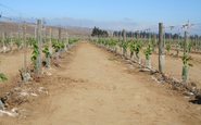 O Chile conta com longa história na produção de vinhos e vem ampliando suas áreas destinadas a vitivinicultura - Divulgação