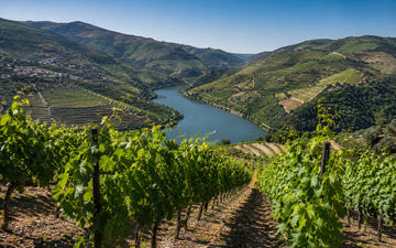 Douro projeta safra até 30% maior, mas clima preocupa