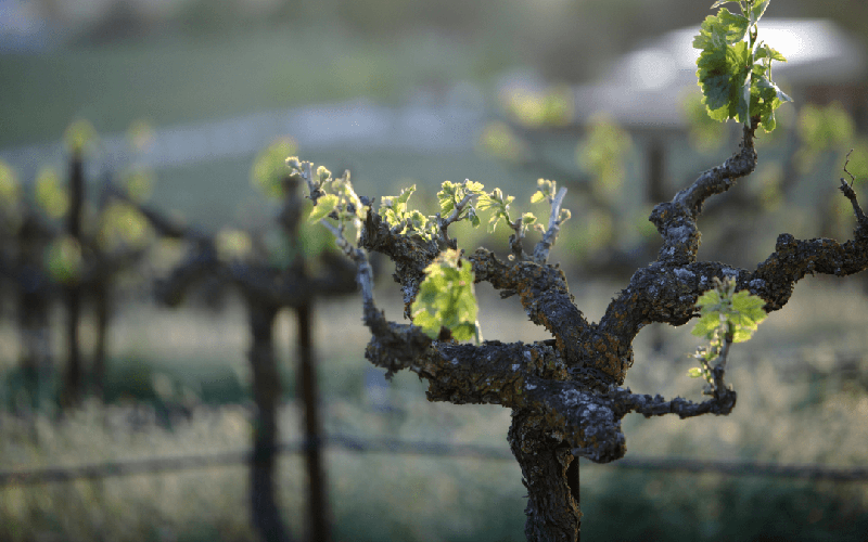 O sistema é colaborativo e produtores do mundo todo podem cadastrar suas vinhas ou então enviar informações de vinhedos antigos que conhecem - Canva