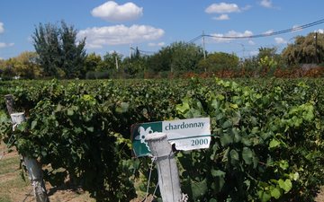 Vinhedo da uva Chardonnay em Mendoza - Argentina