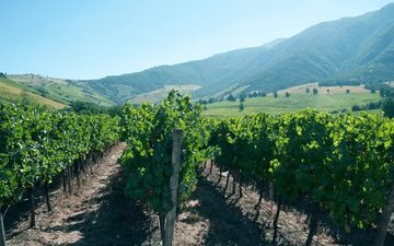 Entre duas cordilheiras: o melhor vinho do vale central do Chile