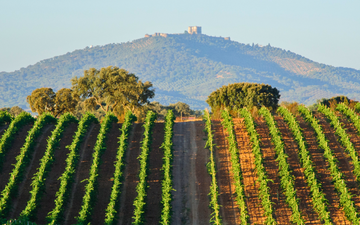 Vinhedo no Alentejo