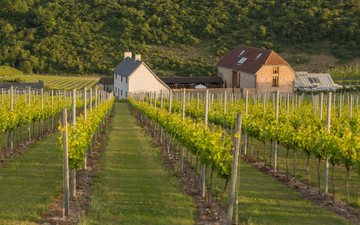 Imagem Mudança climática impulsiona vinhos britânicos