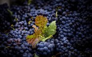 Quando falamos sobre uma vitivinicultura com menos uso de produtos químicos, geralmente questionamos os produtores se eles usam práticas orgânicas ou biodinâmicas - AdobeStock