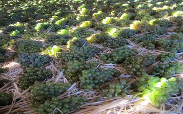 O mítico Vin de Paille de Jura