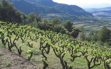 A história e a influência dos vinhos húngaros no mercado global