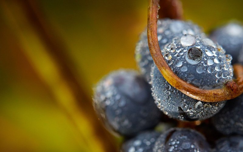 Imagem Enólogos explicam como e por que os vinhos frescos ganharam mercado