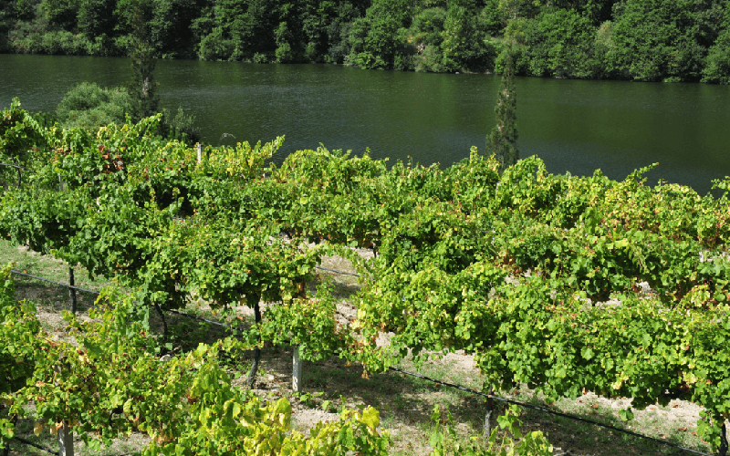 A quinta fica na margem fica na direita do Rio Lima e possui 30 hectares de vinhas com as variedades Loureiro e Alvarinho - CVR Vinhos Verdes