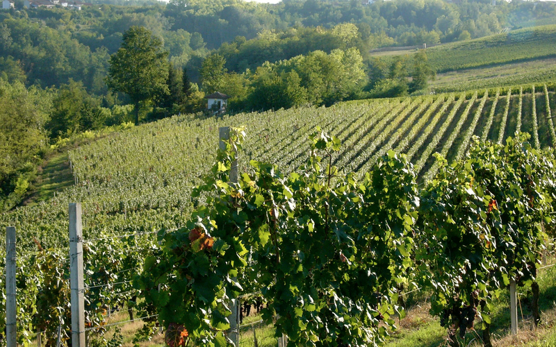 Imagem Mofo preocupa produtores de vinhos na Itália