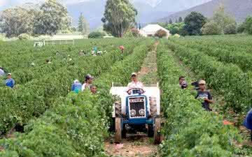 Quais são as principais áreas vinícolas da África do Sul?