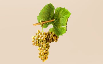 Adaptável a diferentes climas a Viognier é cultivada em regiões diversas no mundo