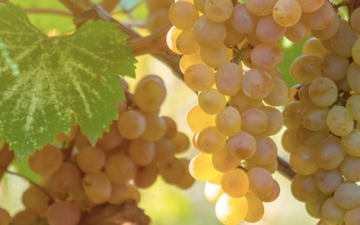 Uva Viognier