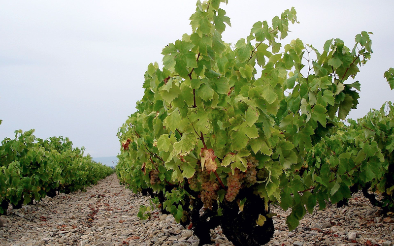Imagem Rioja aumenta produção de vinhos brancos