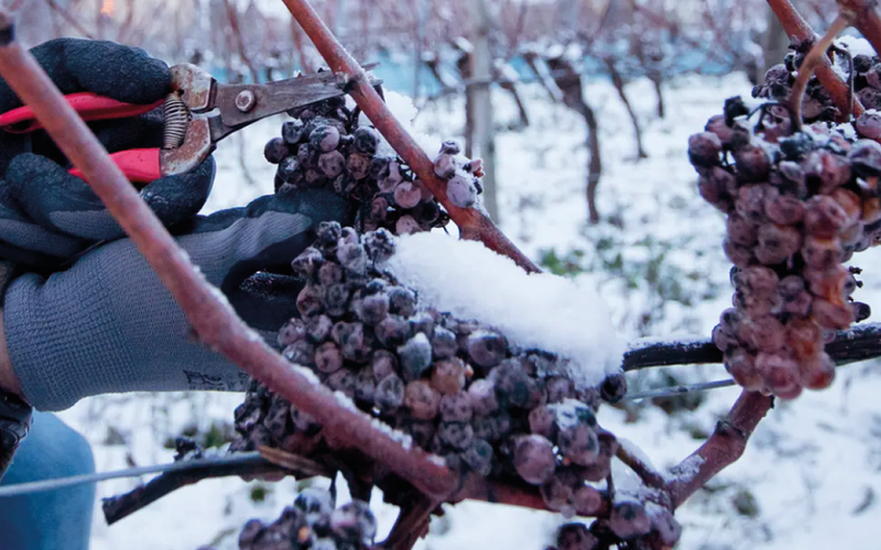 Imagem Você já bebeu o vinho do gelo, feito a partir de uvas colhidas a -10º C?