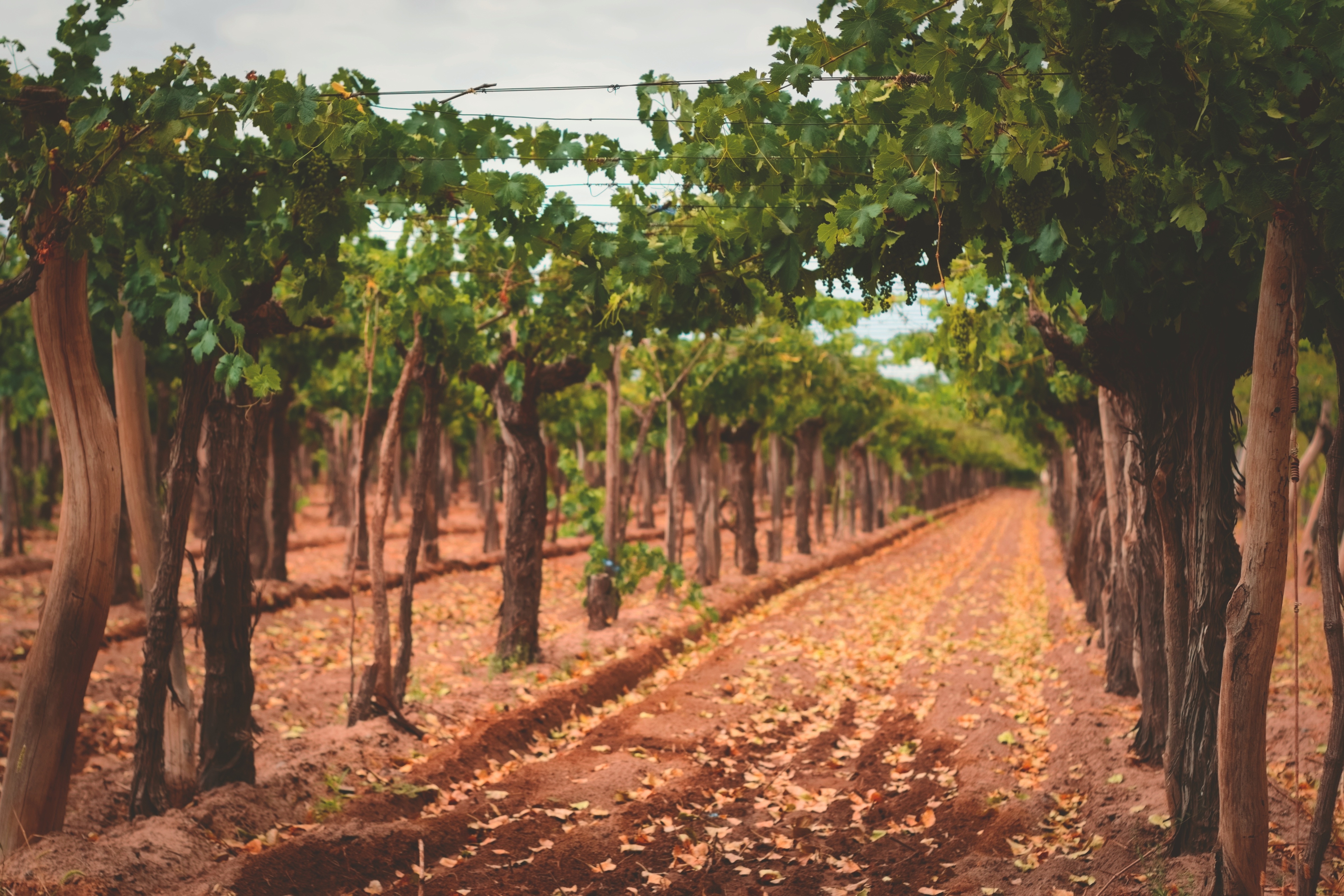 Como fatores no solo podem determinar qualidades em um vinho? 
