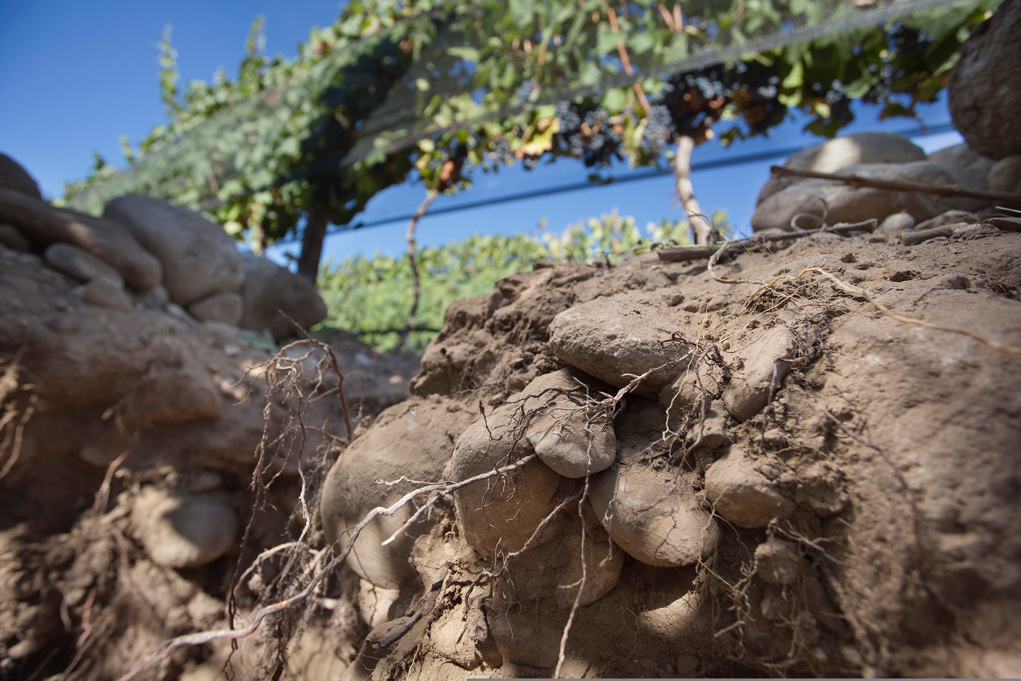 Como fatores no solo podem determinar qualidades em um vinho? 