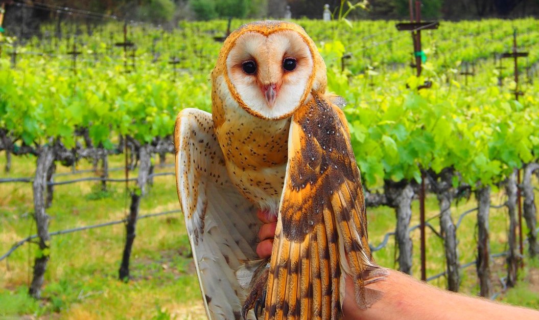 Photo: Barn Owl Research, Humboldt State University