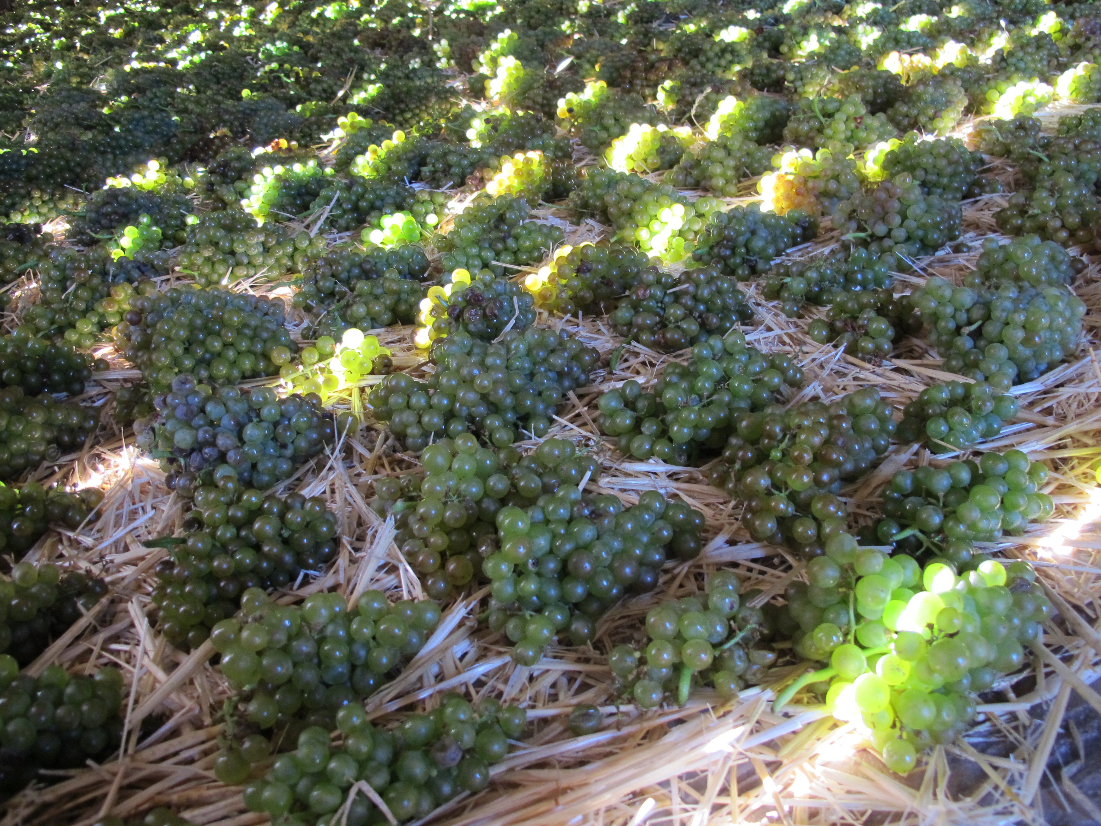 A história dos famosos vinhos de uvas ressecadas sobre camas de palha 