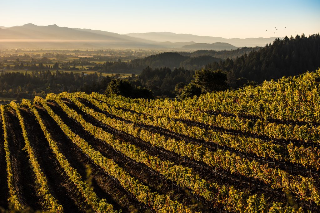 Sotheby's e Napa Valley Vintners para fortalecer o mercado global com vinhos norte americanos