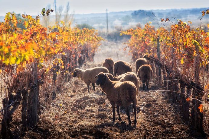 A região do Alentejo é reconhecida por sua dedicação à sustentabilidade e exibe certificação de vinhos mais ecológicos do mundo 