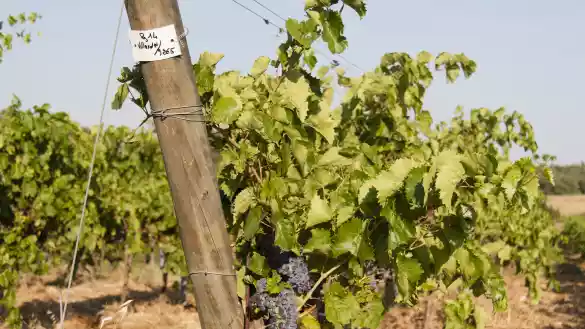 União Europeia a utilização de variedades híbridas resistentes em vinhos de denominação