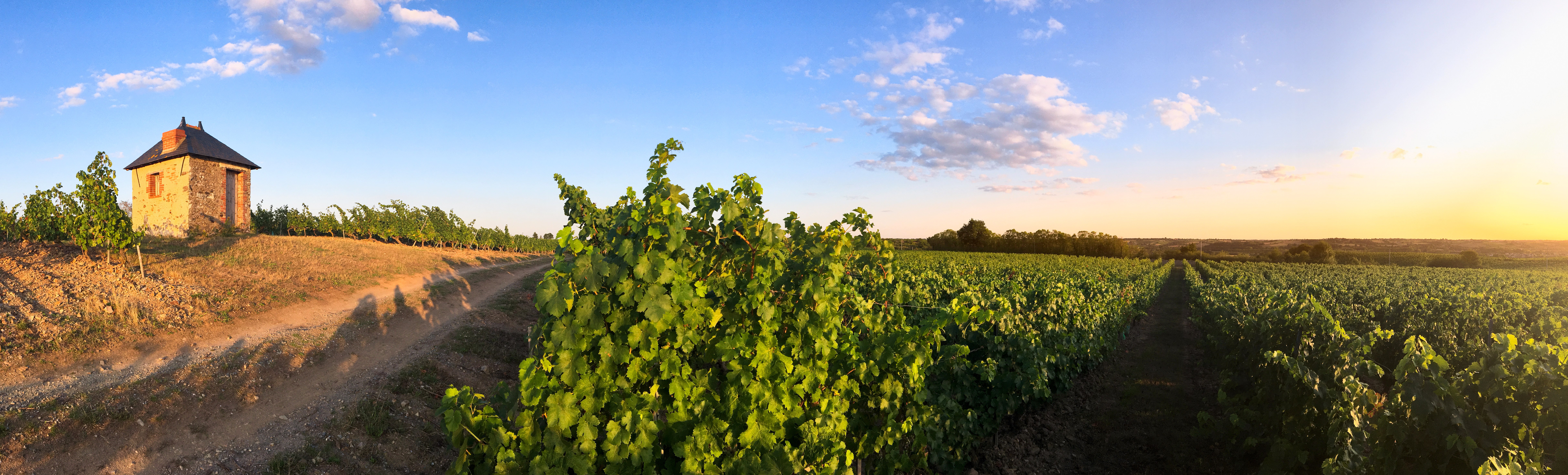 Pesquisa analisou se os vinhos tintos de Bordeaux e Napa estão se aproximando de um “ponto de inflexão” devido ao aquecimento global 