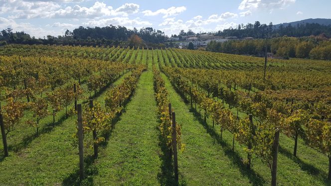 Portugueses querem reinventar o Vinho Verde tinto