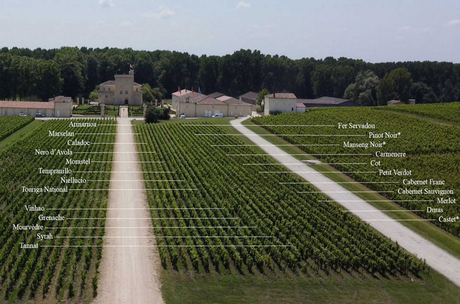 Experimento inédito quer descobrir os efeitos do aquecimento global nas uvas e nos vinhos