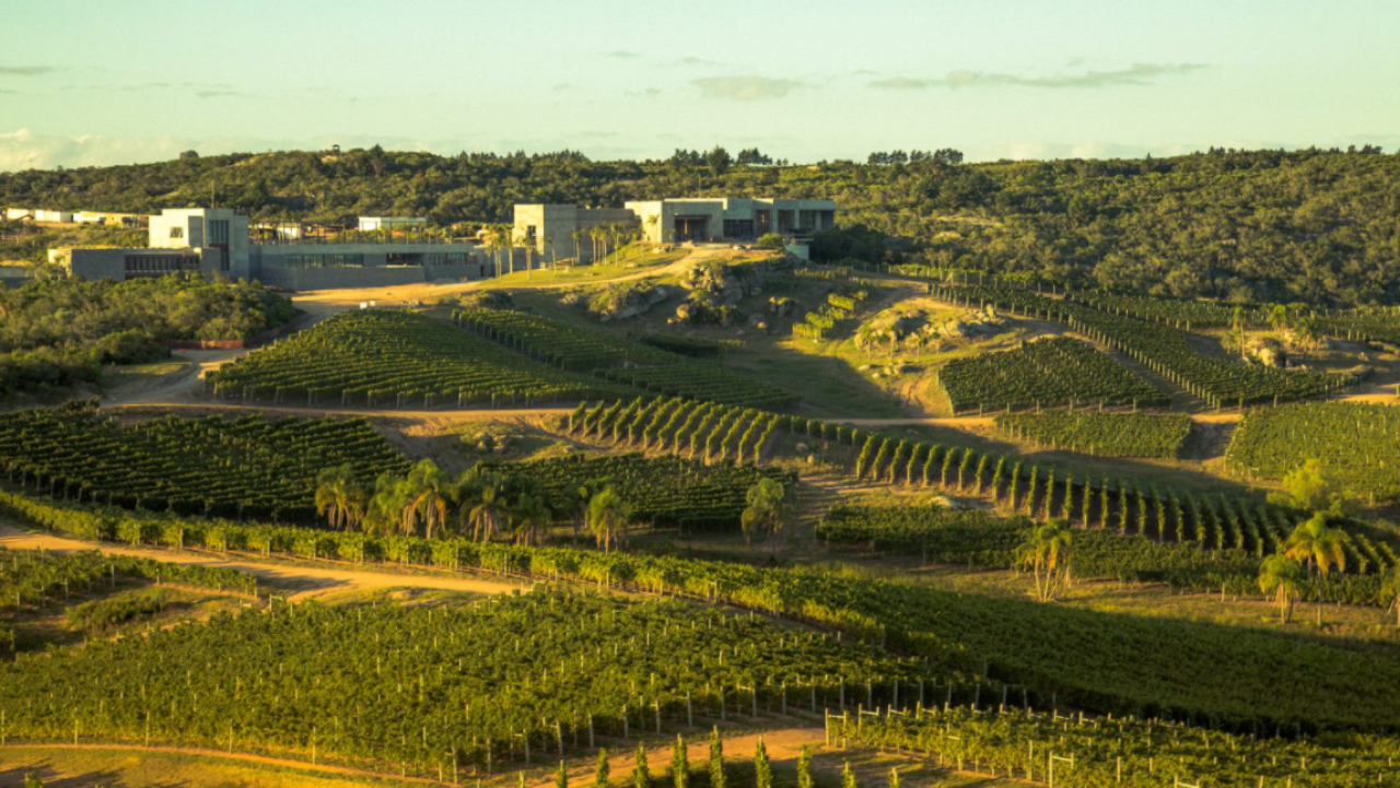 10 lindas regiões vinícolas para conhecer, além da Borgonha, Bordeaux, Toscana, Douro...