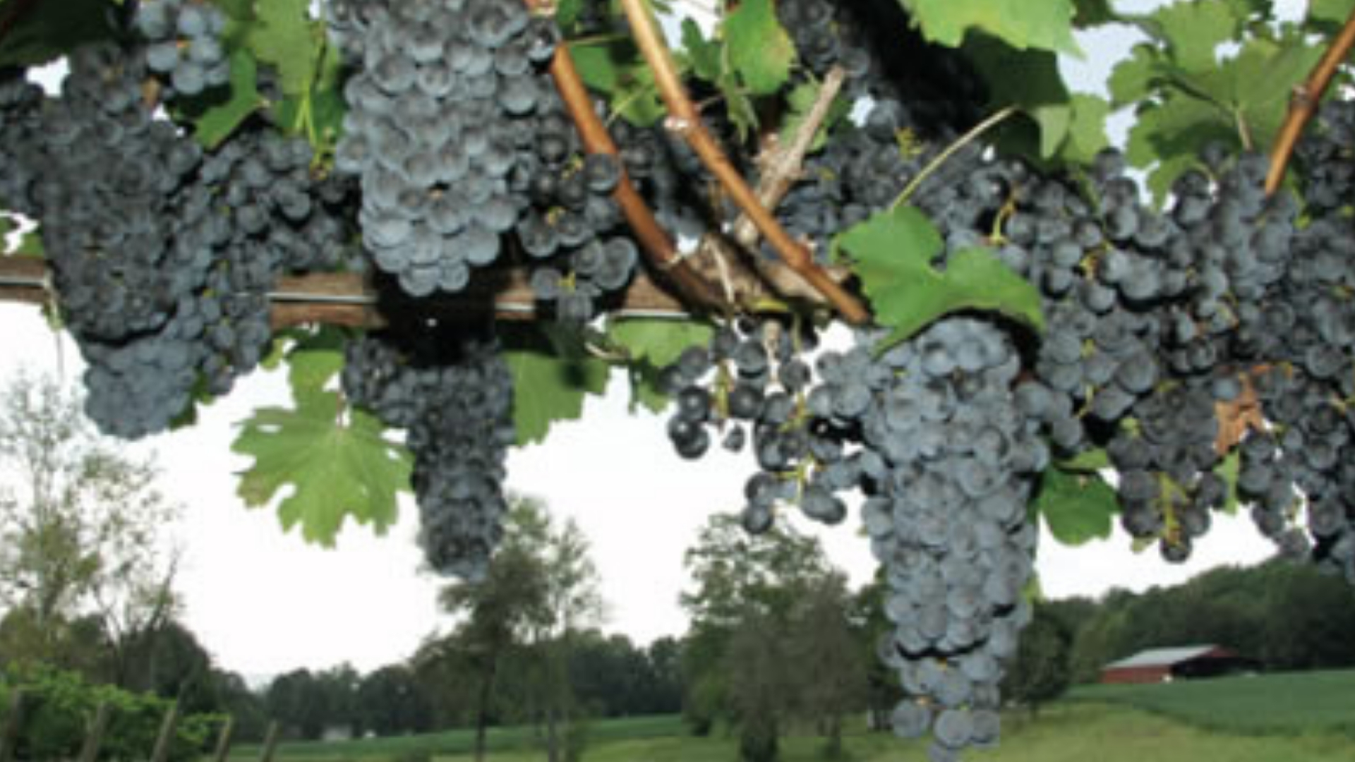 Cabernet Sauvignon: a rainha das uvas no mundo do vinho