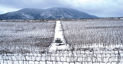 Vinho e religião, a história do vinho em Israel