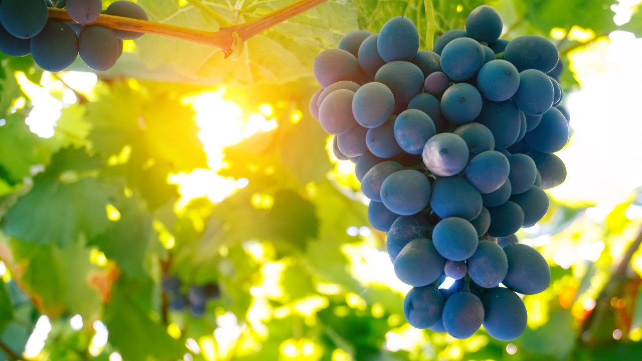 Variedades de uvas e vinhos tintos contêm cerca de 3 a 10 vezes mais resveratrol do cepas brancas