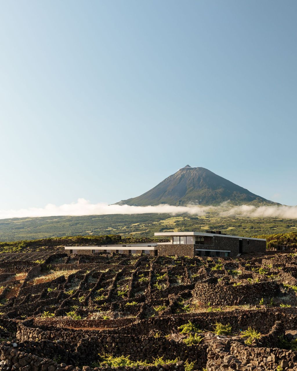 Azores Wine Company