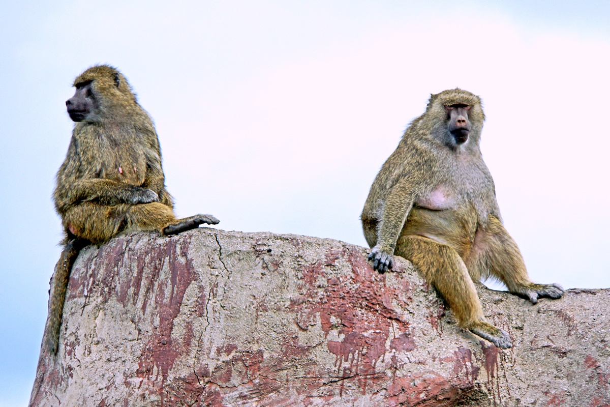 babuinos