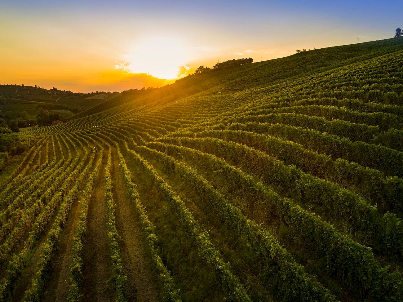 Barbaresco