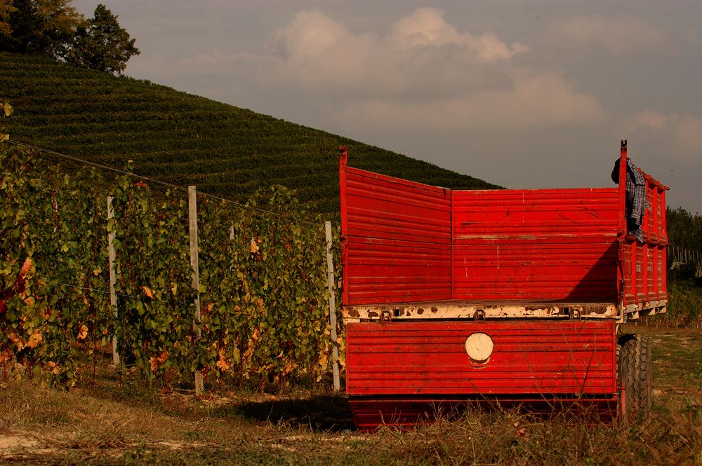 Barolo