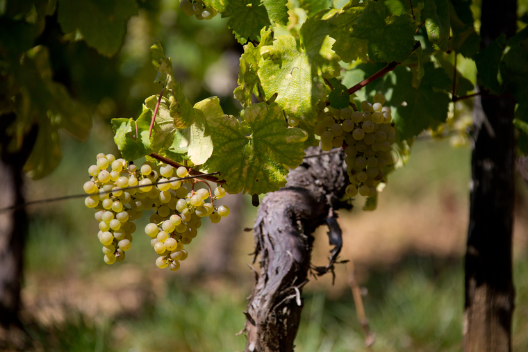 Chardonnay da região é reconhecida como uma das melhores da Borgonha