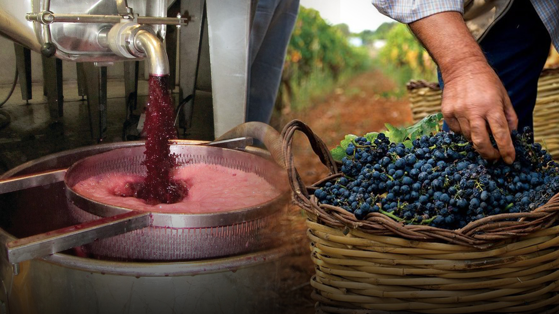 VÍDEO! Entenda como a fermentação cria o vinho