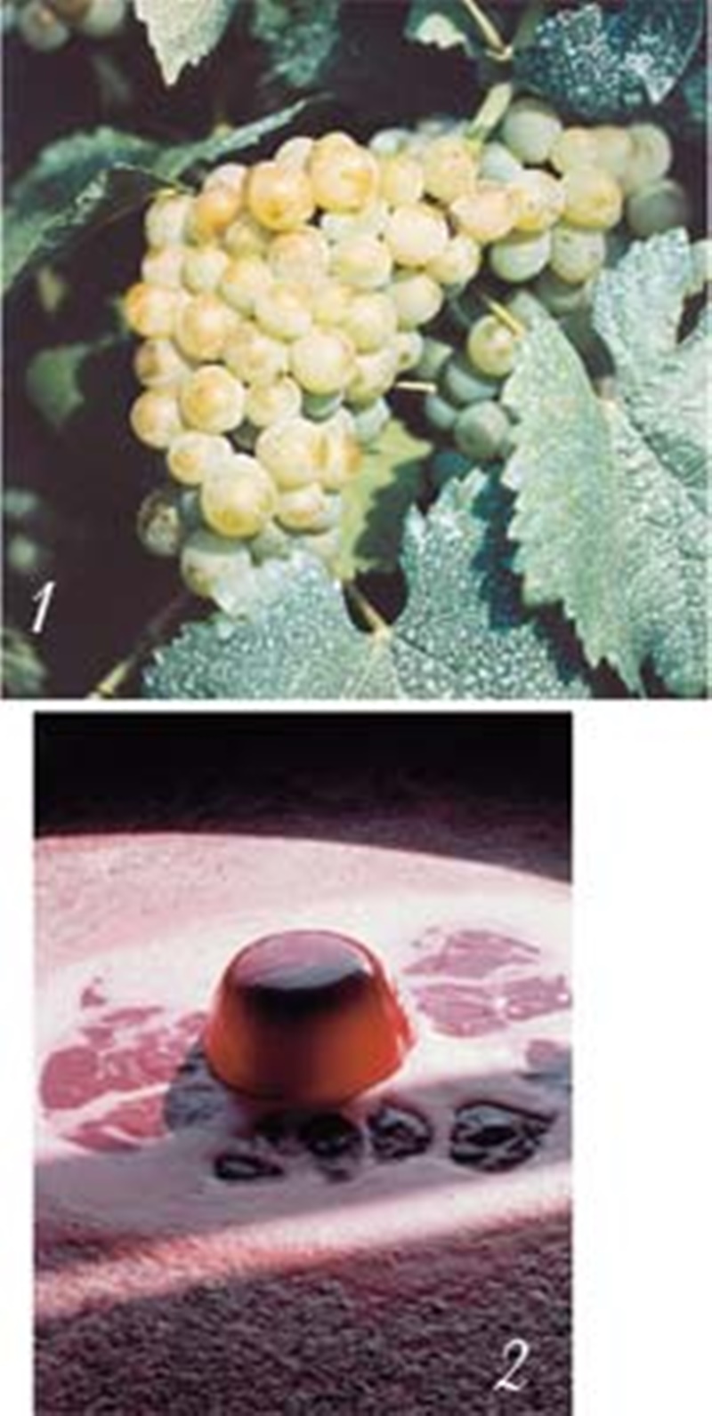 Castas de uva e fermentação