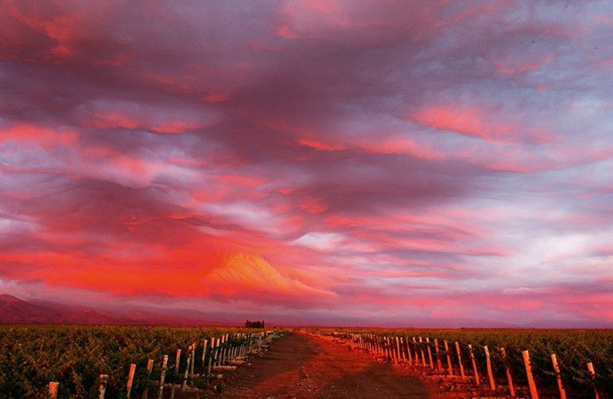 Céu vermelho em vinícola