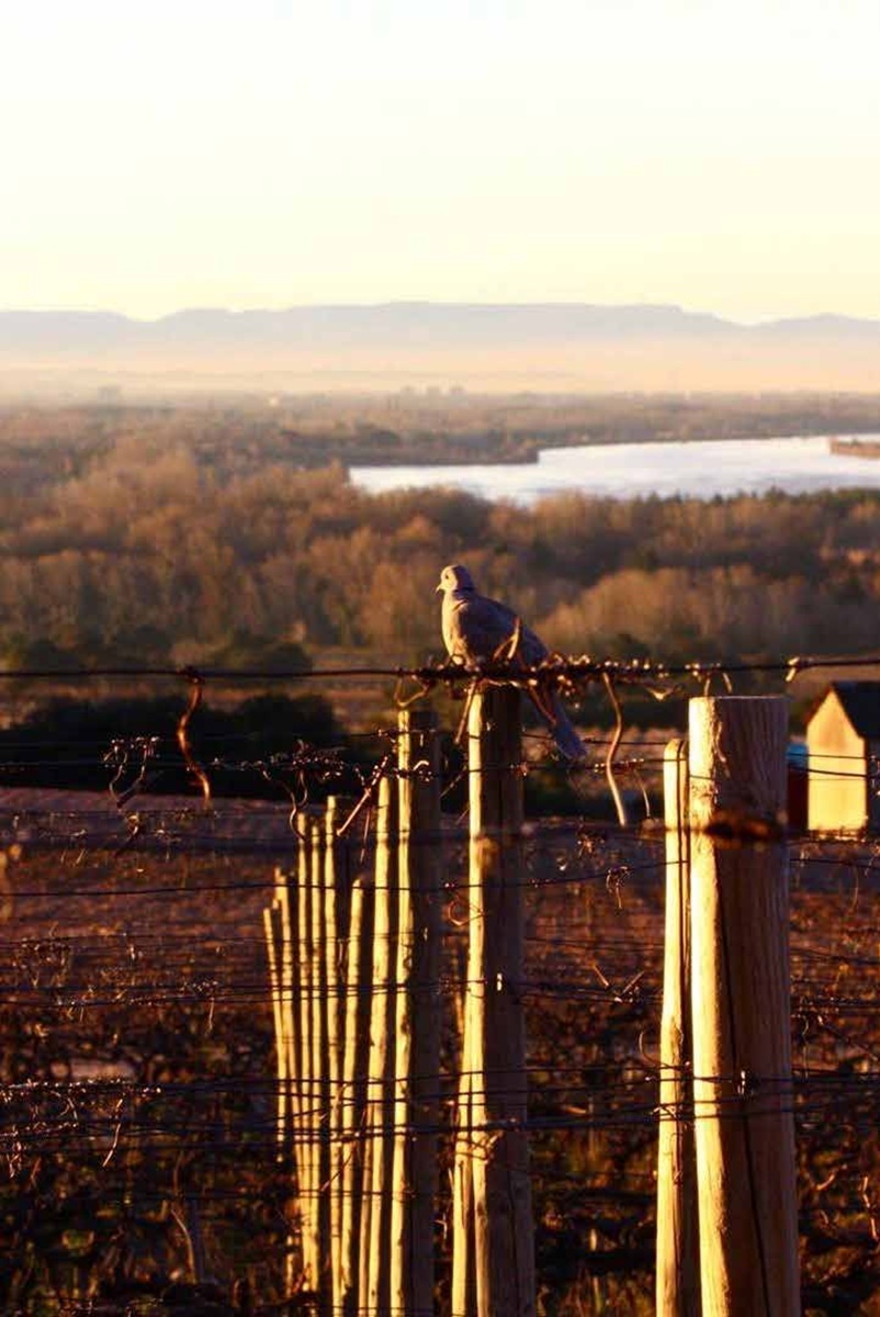 margem do rio rhone