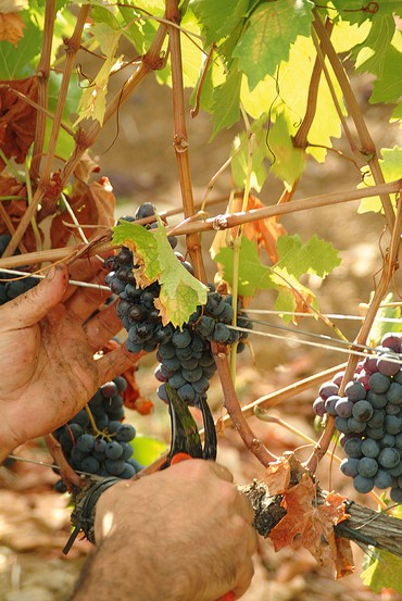 colheita de uvas