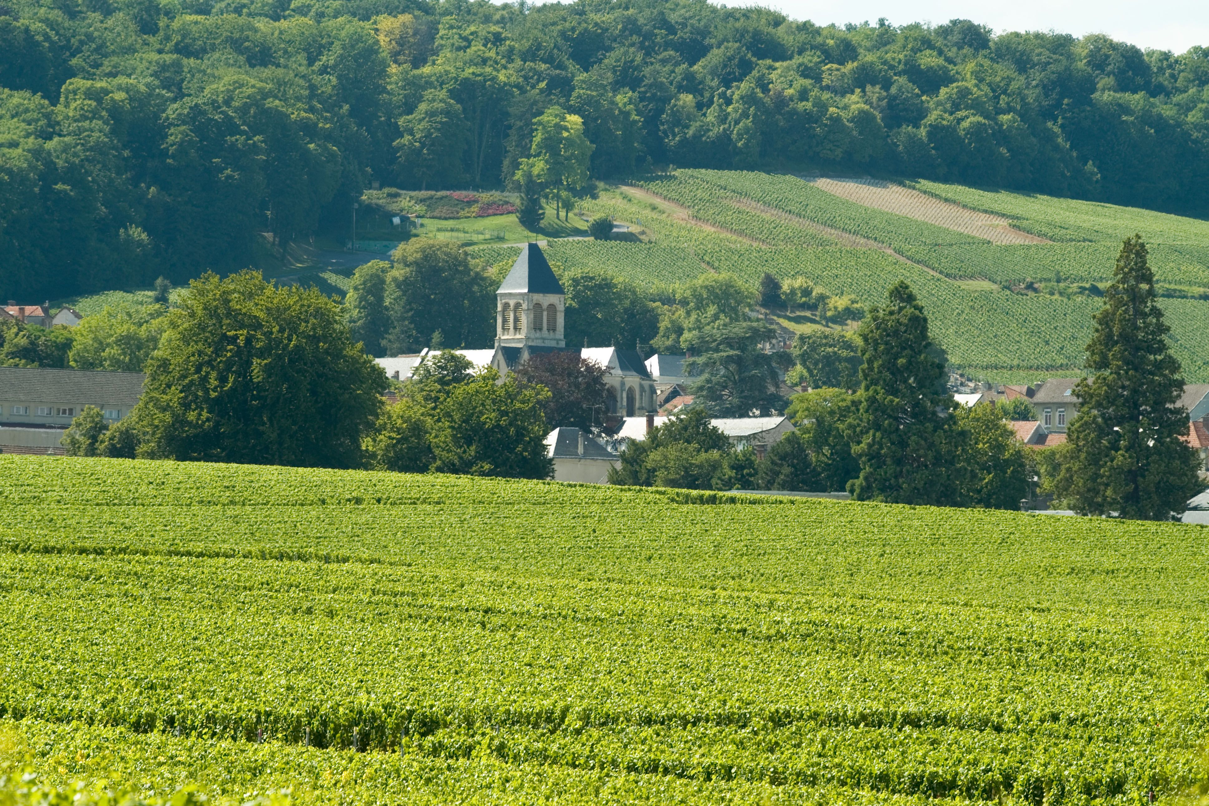 Cote des Blancs