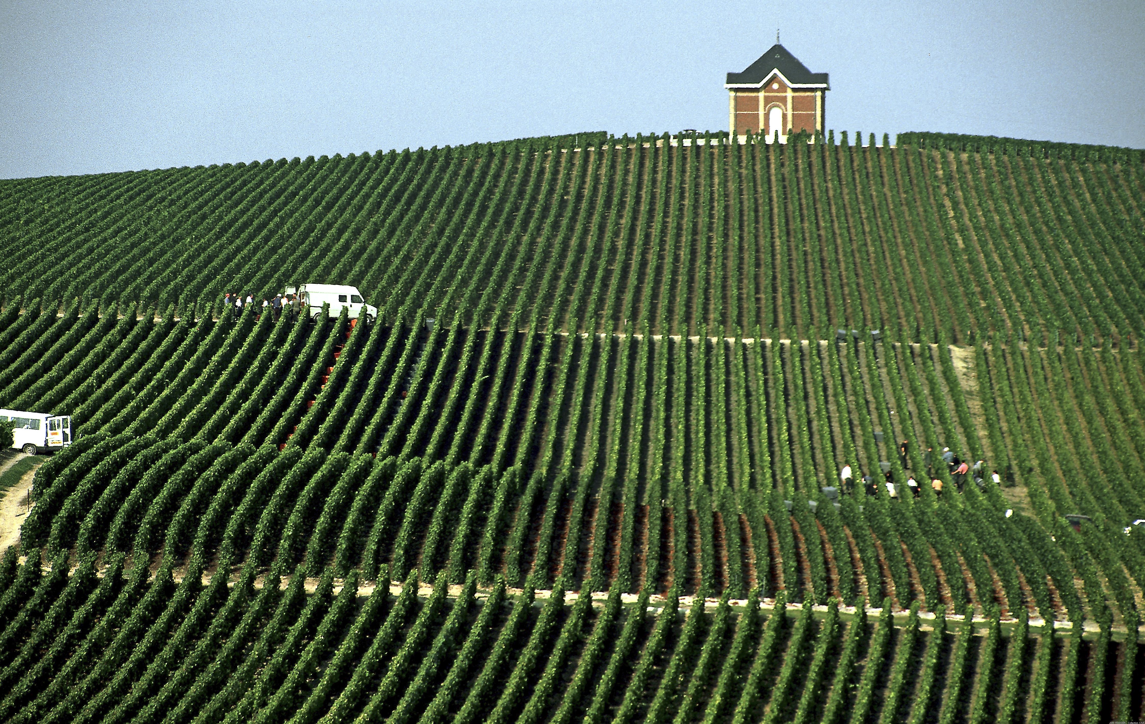 Cote des Blancs