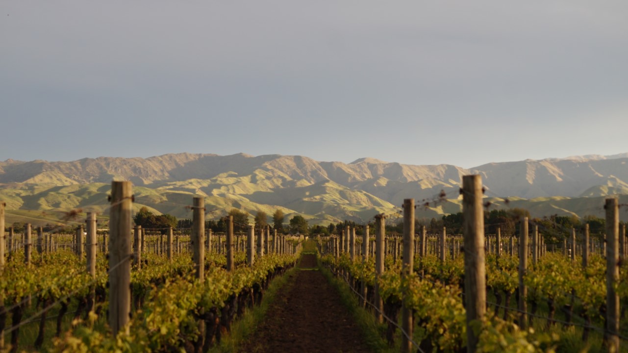 Nova Zelândia tem 96% de seus vinhedos classificados como sustentáveis